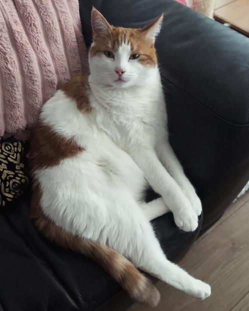 Lieve HTK kater Semmy zoekt een warm huisje, Dieren en Toebehoren, Katten en Kittens | Overige Katten, Kater, 3 tot 5 jaar