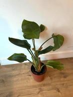 Strelitzia Paradijsvogelplant, Ophalen, Overige soorten, Halfschaduw, In pot