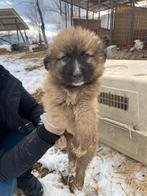 Lieve pup Finn zoekt een fijn huisje, Dieren en Toebehoren, Reu, 8 tot 15 weken, Parvo, Eén hond