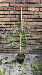Vlinderstruik in 2 ltr pot (Buddleja davidii ‘Fascinating'), Volle zon, Vaste plant, Zomer, Ophalen