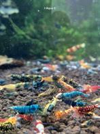 Aanbieding 10+5 gratis skittles garnalen bezorging aquarium, Kreeft, Krab of Garnaal