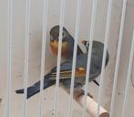 Japanse Nachtegalen 2 bewezen kweekkoppels, Dieren en Toebehoren, Vogels | Overige Vogels, Meerdere dieren, Geringd