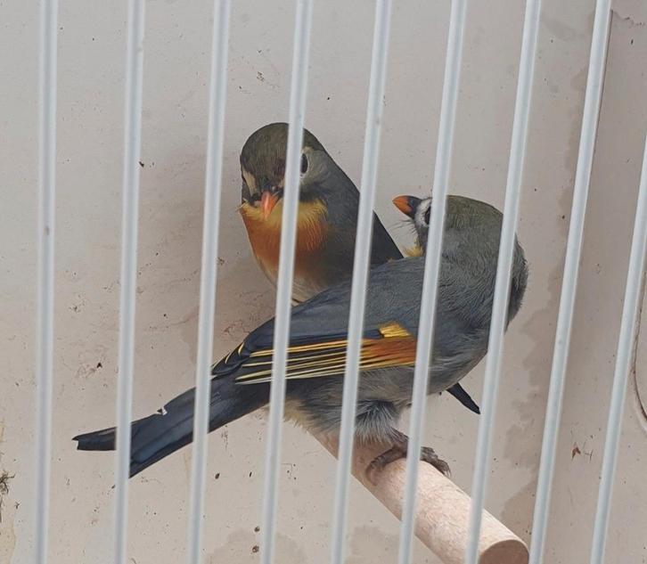 Japanse Nachtegalen 2 bewezen kweekkoppels, Dieren en Toebehoren, Vogels | Overige Vogels, Meerdere dieren, Geringd