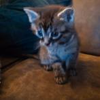 -Nog 1 kitten- black smoke maine coon x europese korthaar, Dieren en Toebehoren, Meerdere dieren, Ontwormd