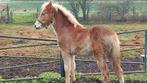 Mooi groot lief Haflinger Hengstveulen, Merrie