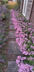 saponaria sigurd,  de mooiste zeepkruid en woekert niet !, Ophalen, Overige soorten, Volle zon