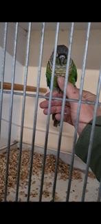 Tamme pyrrhura, Dieren en Toebehoren, Vogels | Parkieten en Papegaaien, Vrouwelijk, Parkiet, Tam