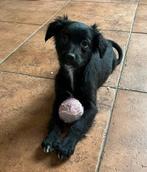 Ontzettend lieve Markiesje/Kooiker pups!, Nederland, Parvo, Overige rassen, 8 tot 15 weken