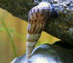 Aquariun slakken .Melanoides tuberculata, Dieren en Toebehoren, Ophalen, Nieuw, Overige typen