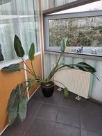 Mooie Paradijsvogelplant in pot, Ophalen, Zo goed als nieuw, Kunststof