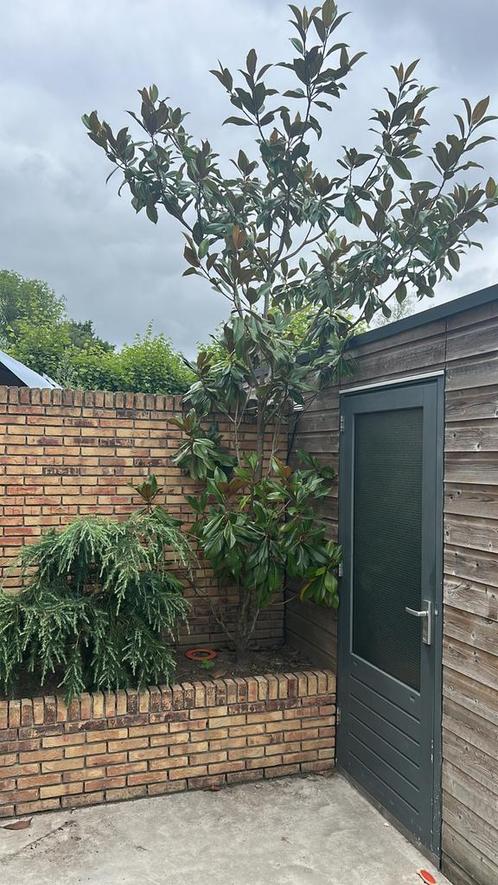 *Prachtige Magnolia Grandiflora – ca. 3 meter hoog*, Tuin en Terras, Planten | Bomen, Overige soorten, Volle zon, Ophalen