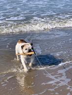 Herplaatsing: Engelse Bulldog Bruce (12 jaar), Dieren en Toebehoren, Honden | Niet-rashonden, 6 jaar of ouder, Reu, CDV (hondenziekte)