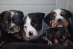 Zeer mooie kruising rotweiller buldog pups, 8 tot 15 weken, CDV (hondenziekte), Meerdere, Meerdere dieren