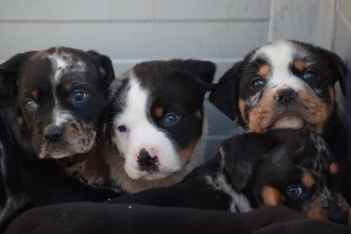 Zeer mooie kruising rotweiller buldog pups, Dieren en Toebehoren, Honden | Niet-rashonden, Middel, Meerdere dieren, Particulier