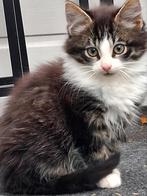 Langharig kitten, Dieren en Toebehoren, Katten en Kittens | Raskatten | Korthaar, Poes, 0 tot 2 jaar