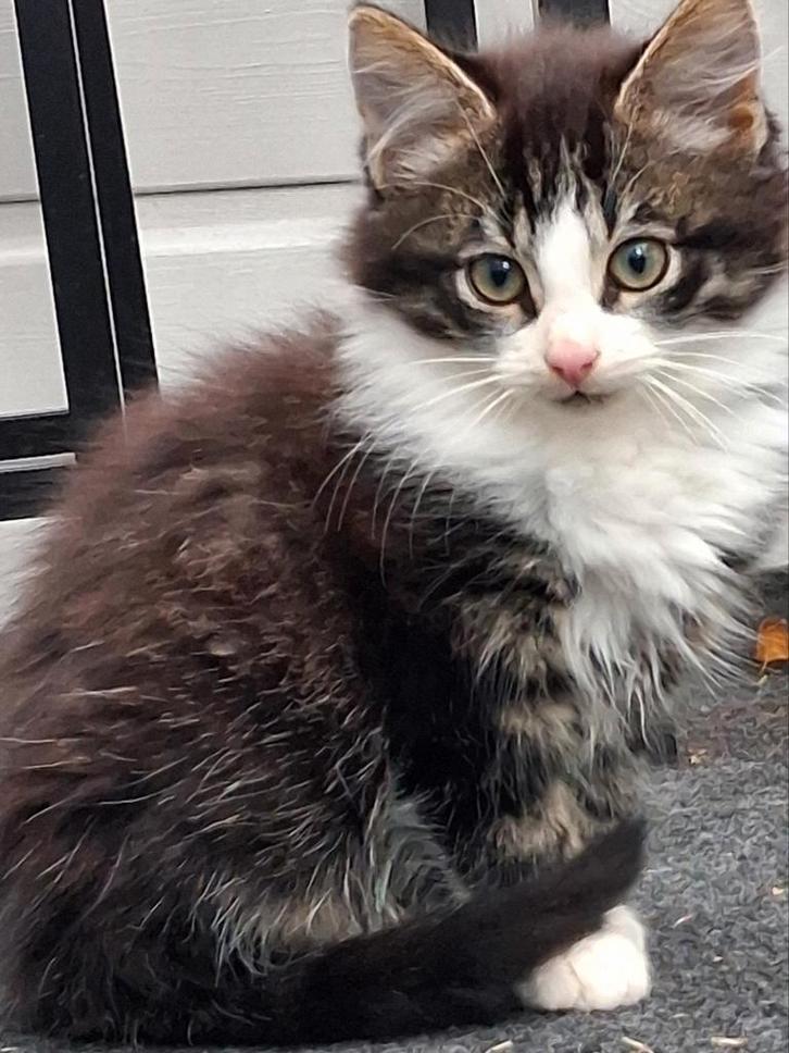 Langharig kitten, Dieren en Toebehoren, Katten en Kittens | Raskatten | Korthaar, Poes, 0 tot 2 jaar