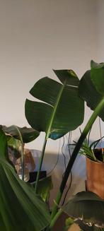 Grote Strelitzia Nicolai - 2 meter hoog, Huis en Inrichting, Kamerplanten, Ophalen, 200 cm of meer, Palm, Halfschaduw