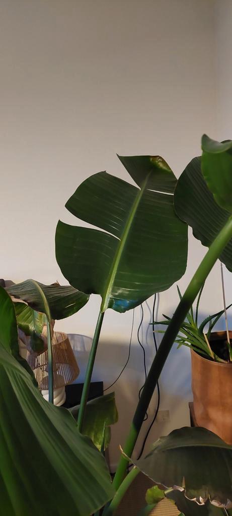 Grote Strelitzia Nicolai - 2 meter hoog, Huis en Inrichting, Kamerplanten, Palm, 200 cm of meer, Groene kamerplant, Halfschaduw