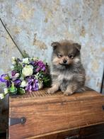 Prachtige kleine pomeriaan x dwergkees puppys💙🩷, Dieren en Toebehoren, Honden | Poolhonden, Keeshonden en Oertypen, Keeshond