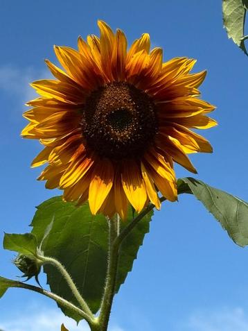 Zaden zonnebloem beschikbaar voor biedingen