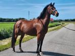 Mooie lieve kwpn merrie v. Love for you te koop, Dieren en Toebehoren, Paarden, Merrie, B, Gechipt, Dressuurpaard