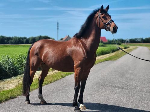 Mooie lieve kwpn merrie v. Love for you te koop, Dieren en Toebehoren, Paarden, Merrie, B, 160 tot 165 cm, 11 jaar of ouder, Dressuurpaard