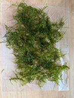 Javamos, Dieren en Toebehoren, Ophalen