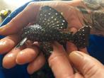 L-240 vampier pleco, Vis