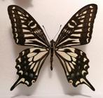 Papilio xuthus uit Rusland, Ophalen of Verzenden, Opgezet dier