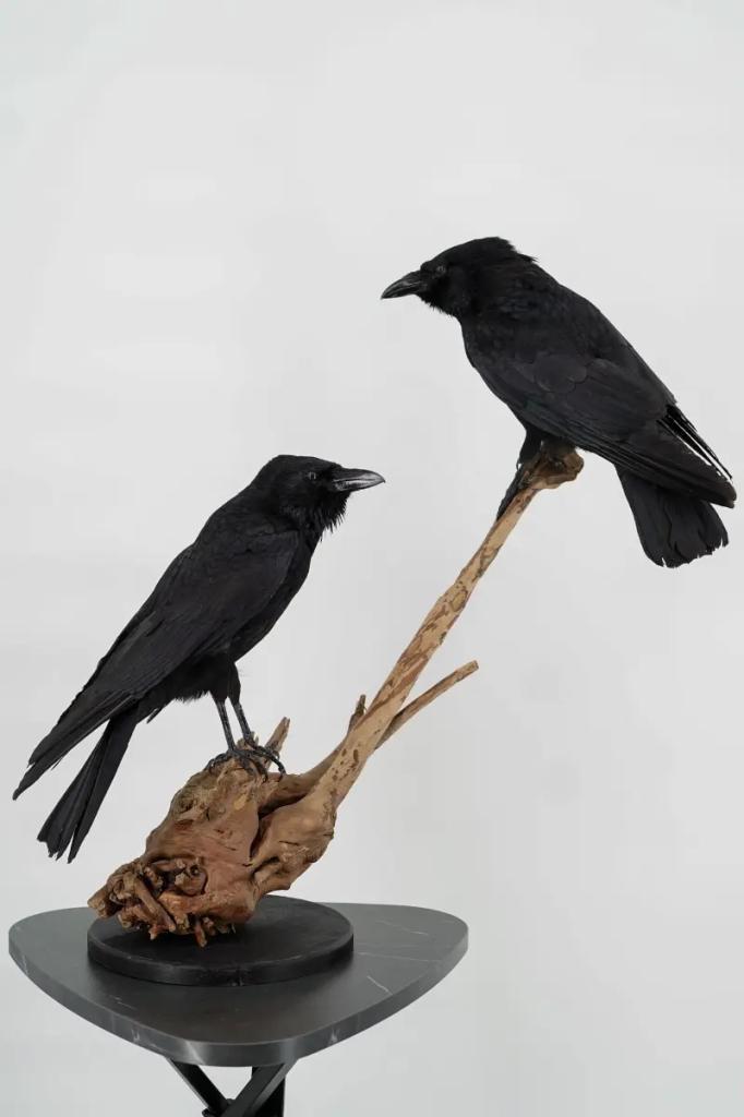Opgezette Kraaien op Tak - Wildernis Atelier, Verzamelen, Dierenverzamelingen, Nieuw, Opgezet dier, Ophalen of Verzenden