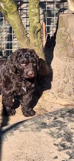 Te koop 2 mooie chocolade bruine labradoodle pups, Dieren en Toebehoren, Honden | Retrievers, Spaniëls en Waterhonden, Nederland