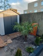 Palmboom, Tuin en Terras, Ophalen, Volle zon, Palmboom, 100 tot 250 cm