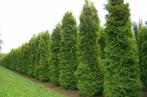 Coniferen, Tuin en Terras, Planten | Struiken en Hagen, Ophalen, Conifeer, 100 tot 250 cm
