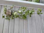 Hangplant, Huis en Inrichting, Kamerplanten, Ophalen of Verzenden, Overige soorten, Minder dan 100 cm