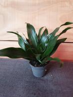 Kamerplant Dracaena fragrans 'Janet Craig", Ophalen, Overige soorten, Minder dan 100 cm