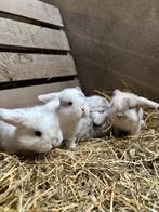 Lieve jonge Mini Lop konijntjes!, Dieren en Toebehoren, Konijnen, Geslacht onbekend, Dwerg, Hangoor, 0 tot 2 jaar