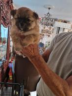 Pomeriaan pups, Dieren en Toebehoren, Rabiës (hondsdolheid), Overige rassen, 8 tot 15 weken, Meerdere