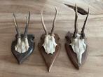 3 antieke geweien in perfecte staat, Verzamelen, Ophalen of Verzenden, Zo goed als nieuw, Hert, Gewei of Kop