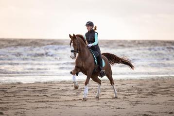 Ruiter aangeboden doorrijden paarden, sport predicaat, ibob beschikbaar voor biedingen