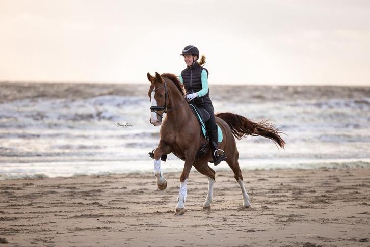 Ruiter aangeboden doorrijden paarden, sport predicaat, ibob, Diensten en Vakmensen, Dieren | Paarden | Verzorging, Oppas en Les