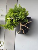 Bonsai cascade juniperus, Tuin en Terras, Planten | Bomen, Bloeit niet, Halfschaduw, Overige soorten, Minder dan 100 cm