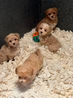 Klein type Maltipoo pups ! Ook zwarte, Poedel, Nederland, CDV (hondenziekte), 8 tot 15 weken