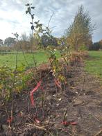Hoogstam Perenbomen, ook Nashipeer, Ophalen, Lente, Volle zon, Perenboom