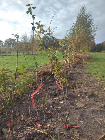 Hoogstam Perenbomen, ook Nashipeer beschikbaar voor biedingen