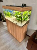 aquarium, Dieren en Toebehoren, Vis