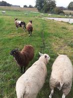 Schapen, Dieren en Toebehoren, Schapen, Geiten en Varkens, Mannelijk, Schaap