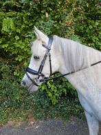 lief weidemaatje, Dieren en Toebehoren, Pony's, Merrie, Gechipt, L, 11 jaar of ouder