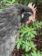Jonge kleurlegger haantjes bolstaart met oortoefjes, Dieren en Toebehoren, Pluimvee, Mannelijk, Kip