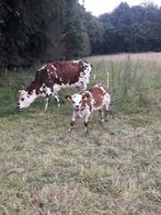 GEZOCHT Normandiers pink of koe, Dieren en Toebehoren, Overige Dieren, Januari, Vrouwelijk