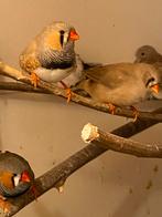 Zebravinken groot, Dieren en Toebehoren, Meerdere dieren, Geringd